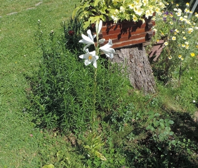 Lilium candidum (Liliaceae)  - Giglio di Sant''Antonio